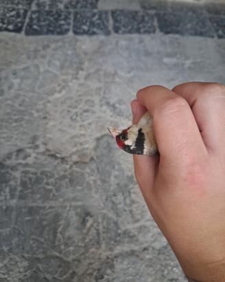 Cardellino