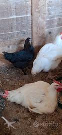 Gallina e pulcino marans