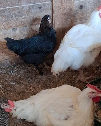 Gallina e pulcino marans