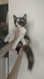 Gattini pelo lungo mix persiano