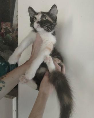Gattini pelo lungo mix persiano
