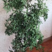 Pianta finta modello acero per interno o esterno