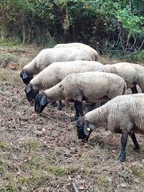 Pecore Suffolk