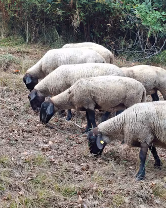 Pecore Suffolk