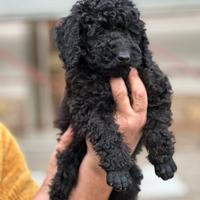 Cuccioli Barboncino Nano