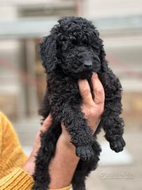 Cuccioli Barboncino Nano