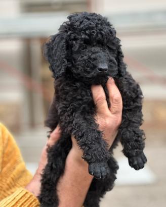 Cuccioli Barboncino Nano