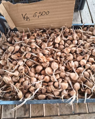 Bulbi di zafferano