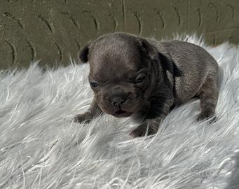 Bulldog francese blu tan merle