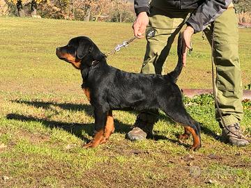 Cucciola rottweiler