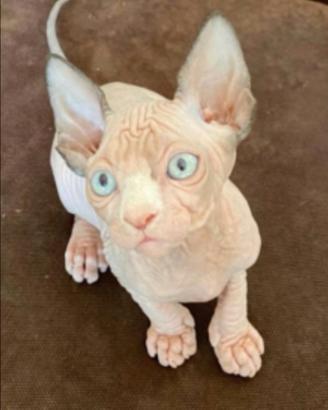 Cuccioli Sphynx