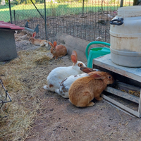 Conigli nostrani provincia di Parma, zona collina