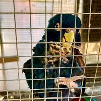 Pionus maschio chalcopterus riproduttivo