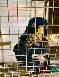 Pionus maschio chalcopterus riproduttivo