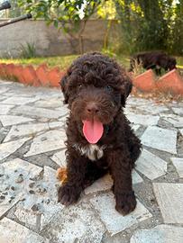 Cuccioli di lagotto romagnolo