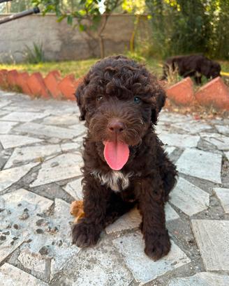 Cuccioli di lagotto romagnolo