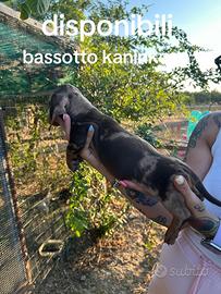 Bassotto tedesco