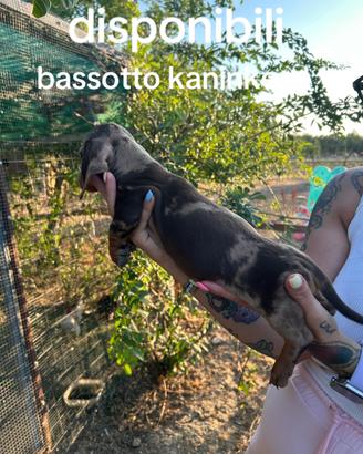 Bassotto tedesco