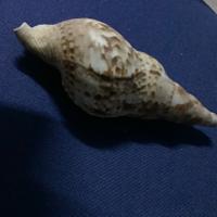 Conchiglia Charonia Tritonis da 20 cm