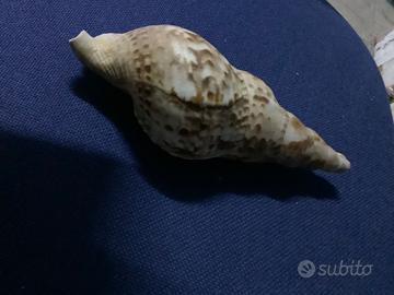 Conchiglia Charonia Tritonis da 20 cm