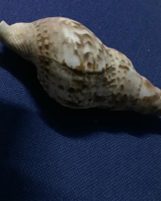 Conchiglia Charonia Tritonis da 20 cm