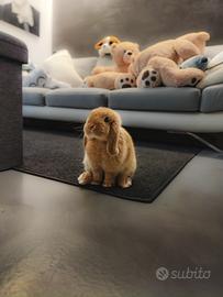 Coniglio nano mini loop fulvo