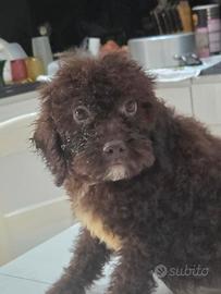 Lagotto romagnolo