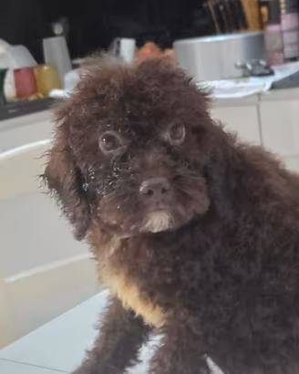Lagotto romagnolo