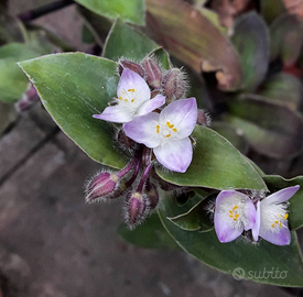 Tradescantia blossfeldiana piante grasse