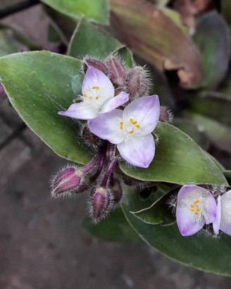 Tradescantia blossfeldiana piante grasse
