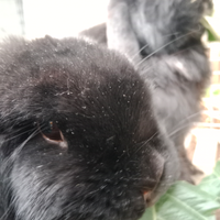 Coppia conigli ariete