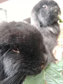 Coppia conigli ariete