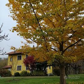 Villa Ivrea - indipendente verde ideale x animali
