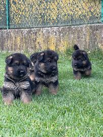 Cuccioli di Pastore Tedesco