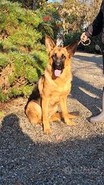 Pastore tedesco cucciolone