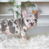 Cuccioli bulldog francesi merle solo maschio
