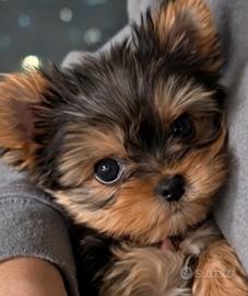 Yorkshire femmine taglia molto piccola