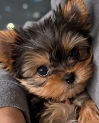 Yorkshire femmine taglia molto piccola