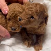 Barboncini toy maschi