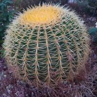 Cuscino della suocera