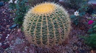 Cuscino della suocera