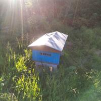 Arnia Topbar autocostruita