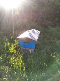 Arnia Topbar autocostruita