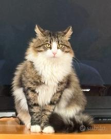 Gatto maschio 2 anni pelo lungo