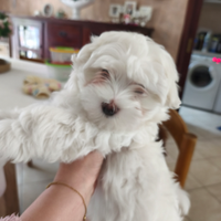 Maltese maschietto