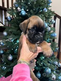 Boxer cuccioli