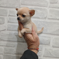 Chihuahua mini toy