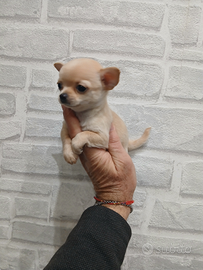 Chihuahua mini toy