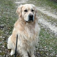 Golden retriver per monta