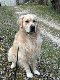 Golden retriver per monta